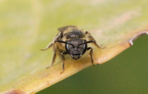 Lasioglossum sp.